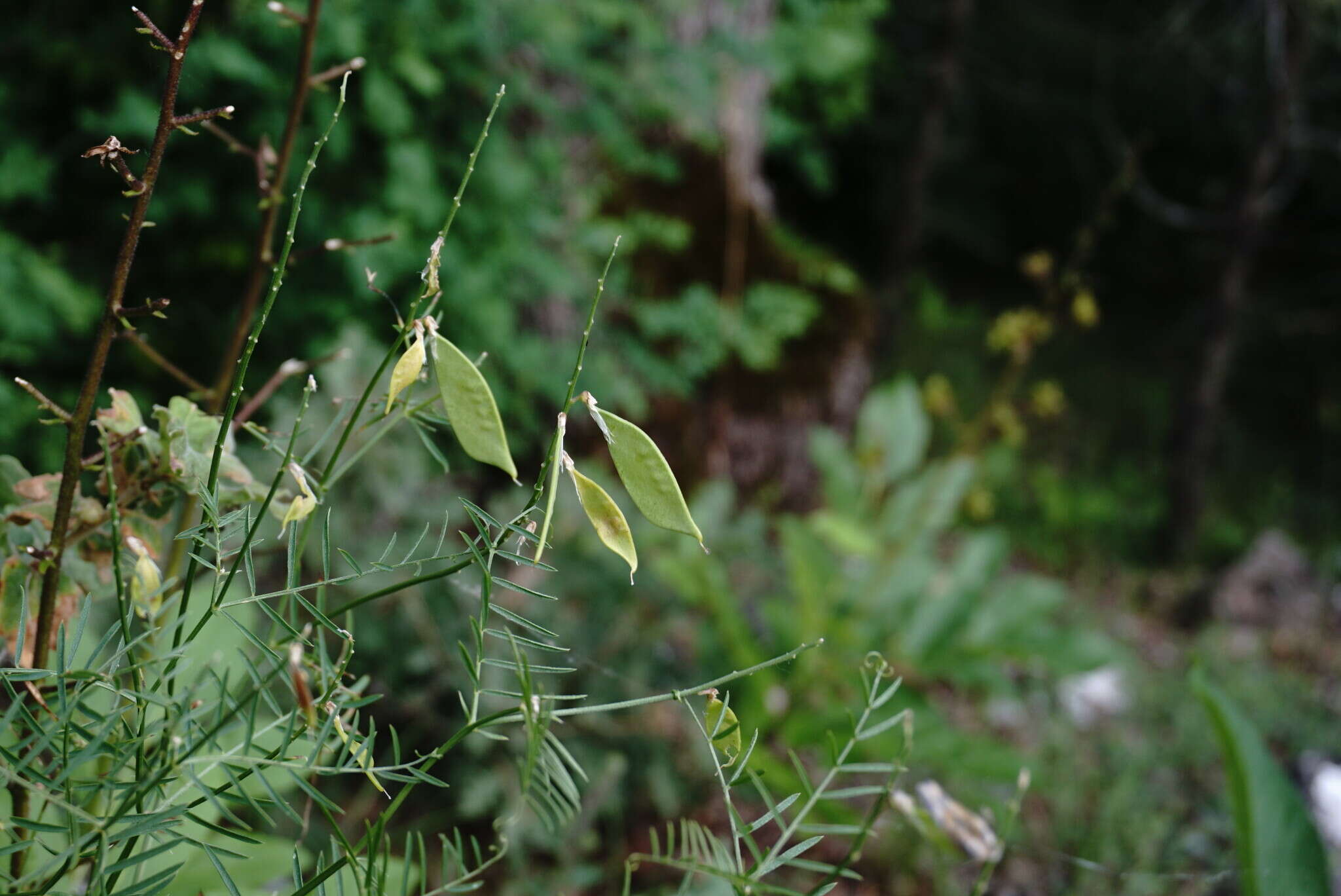 Imagem de Vicia tenuifolia subsp. elegans (Guss.) Nyman