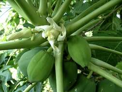 Image of papaya