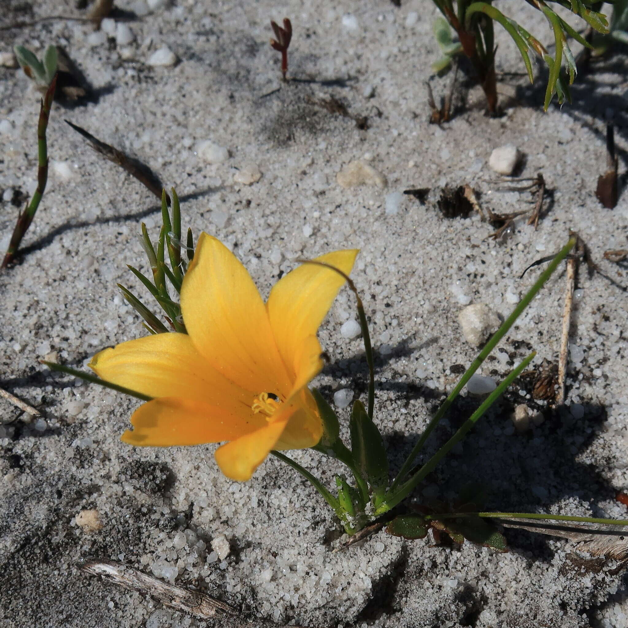 Image of Romulea triflora (Burm. fil.) N. E. Br.