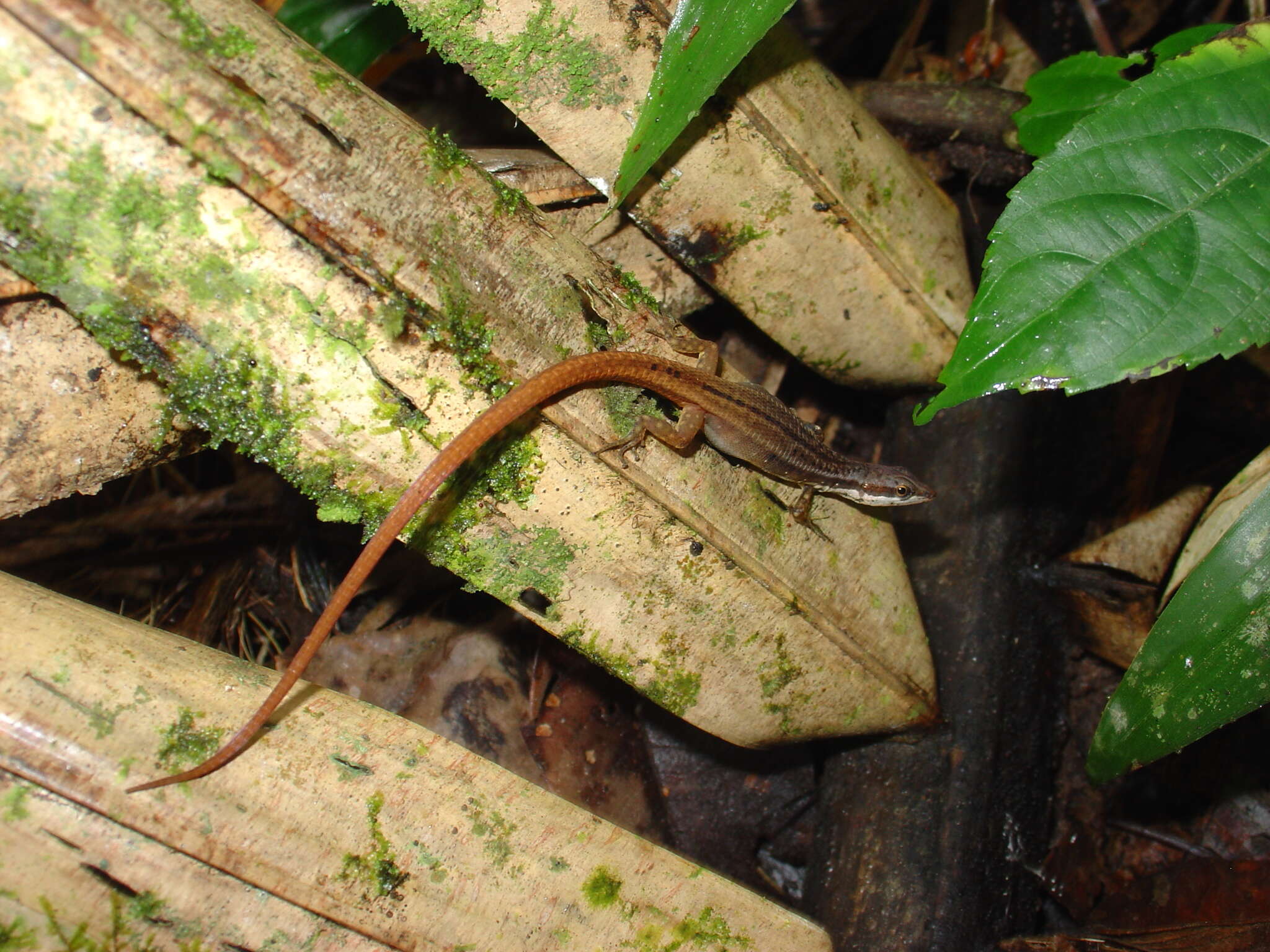 Image of White-Striped Eyed Lizard