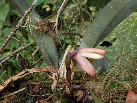 Image of Maxillaria porrecta Lindl.
