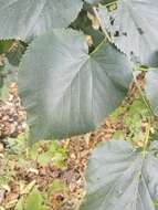 Image of Littleleaf Linden