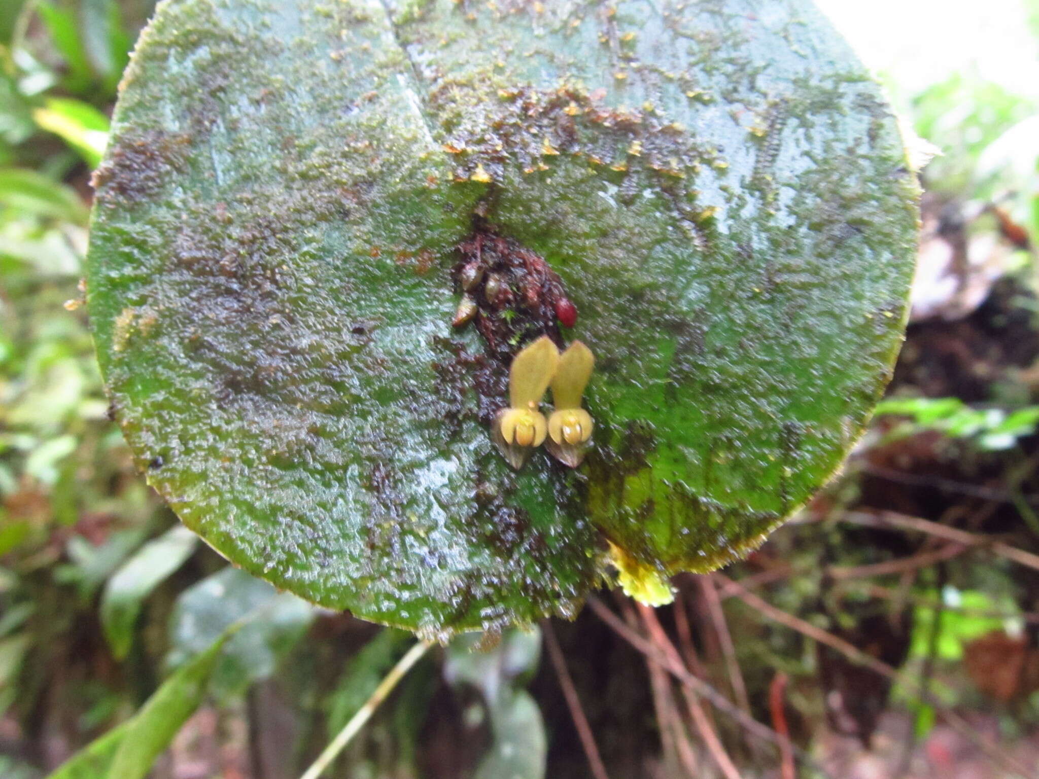 Imagem de Pleurothallis cordata (Ruiz & Pav.) Lindl.