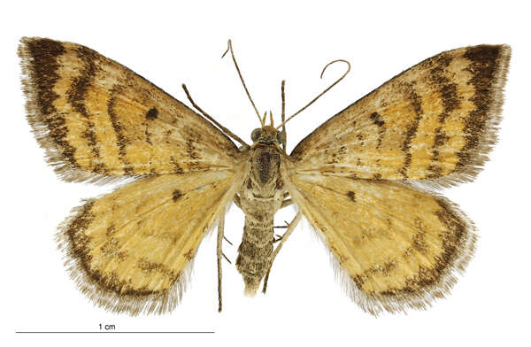 Image of Asaphodes abrogata Walker 1862