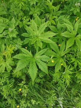 Image of Filipendula palmata (Pall.) Maxim.