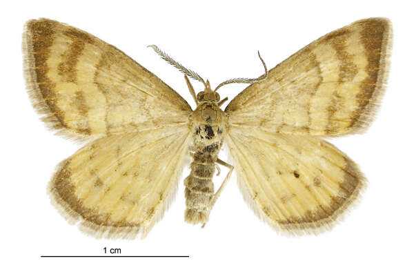 Image of Asaphodes abrogata Walker 1862