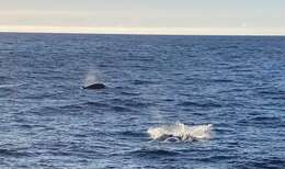 謝氏塔喙鯨的圖片