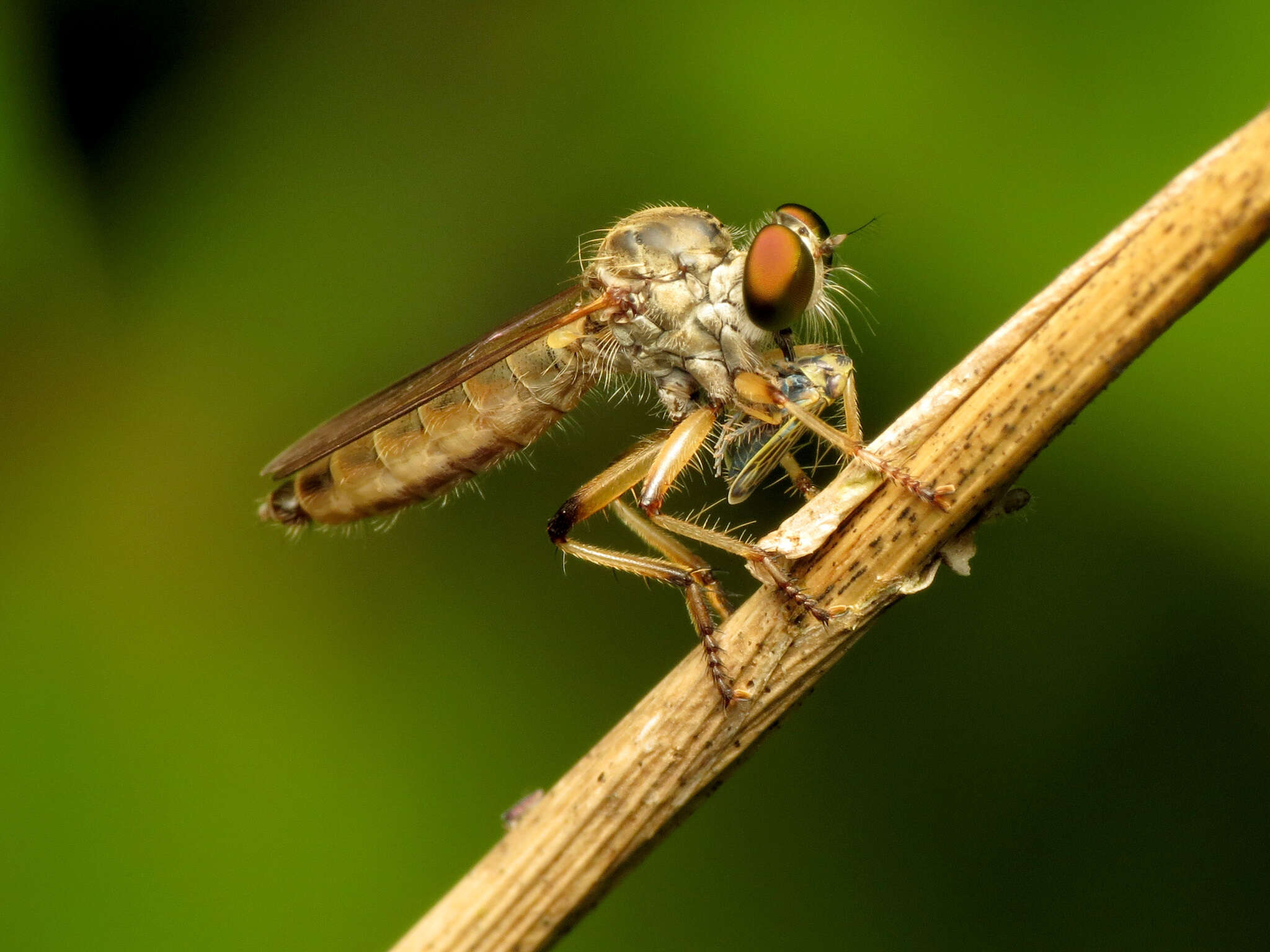 Image of Amblysellus