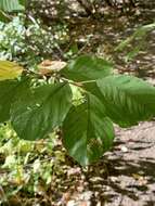 Image of Stigmella rhamnicola (Braun 1916) Newton et al. 1982