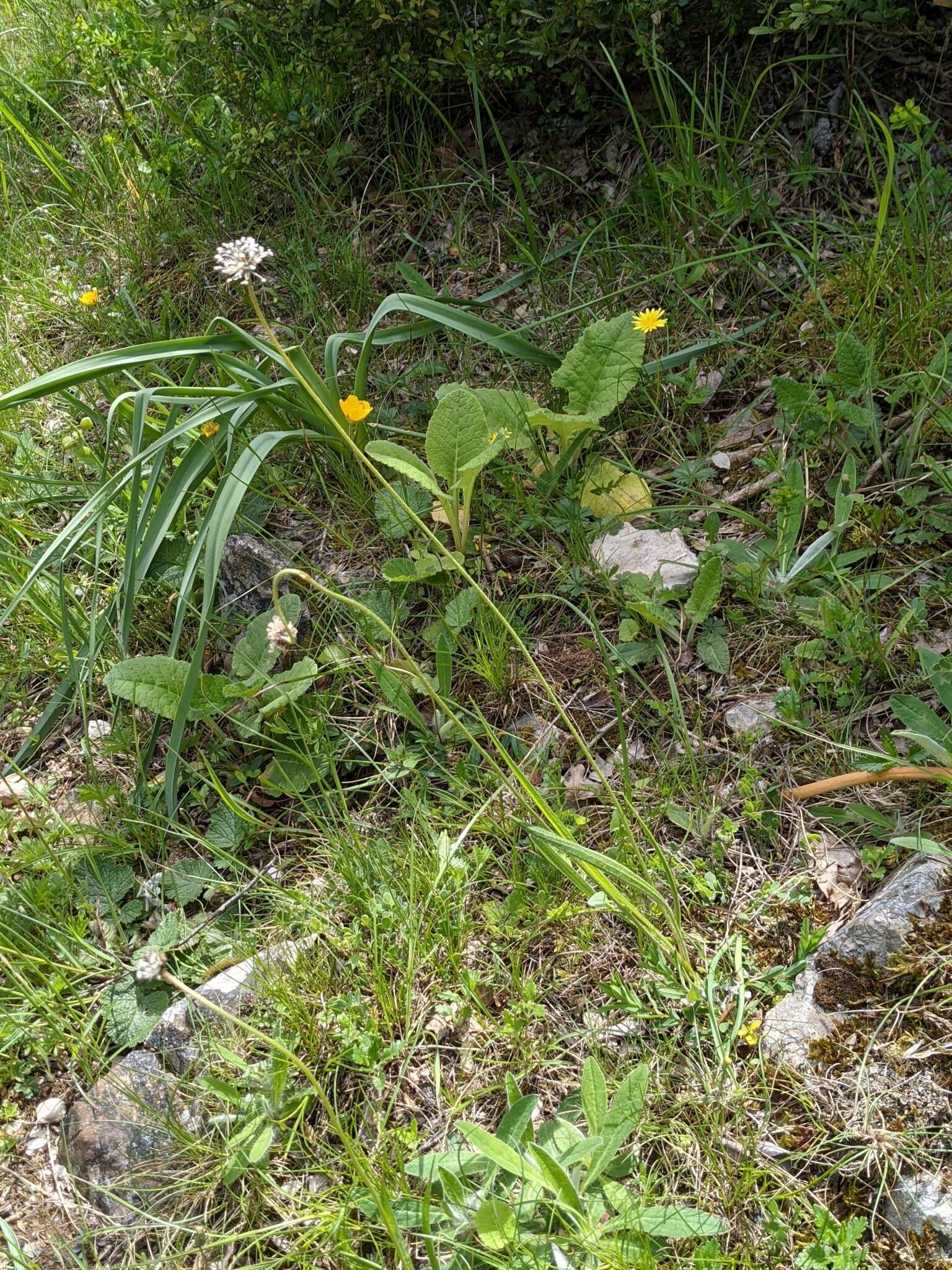 صورة Plantago argentea Chaix