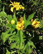 صورة Tithonia diversifolia (Hemsl.) A. Gray