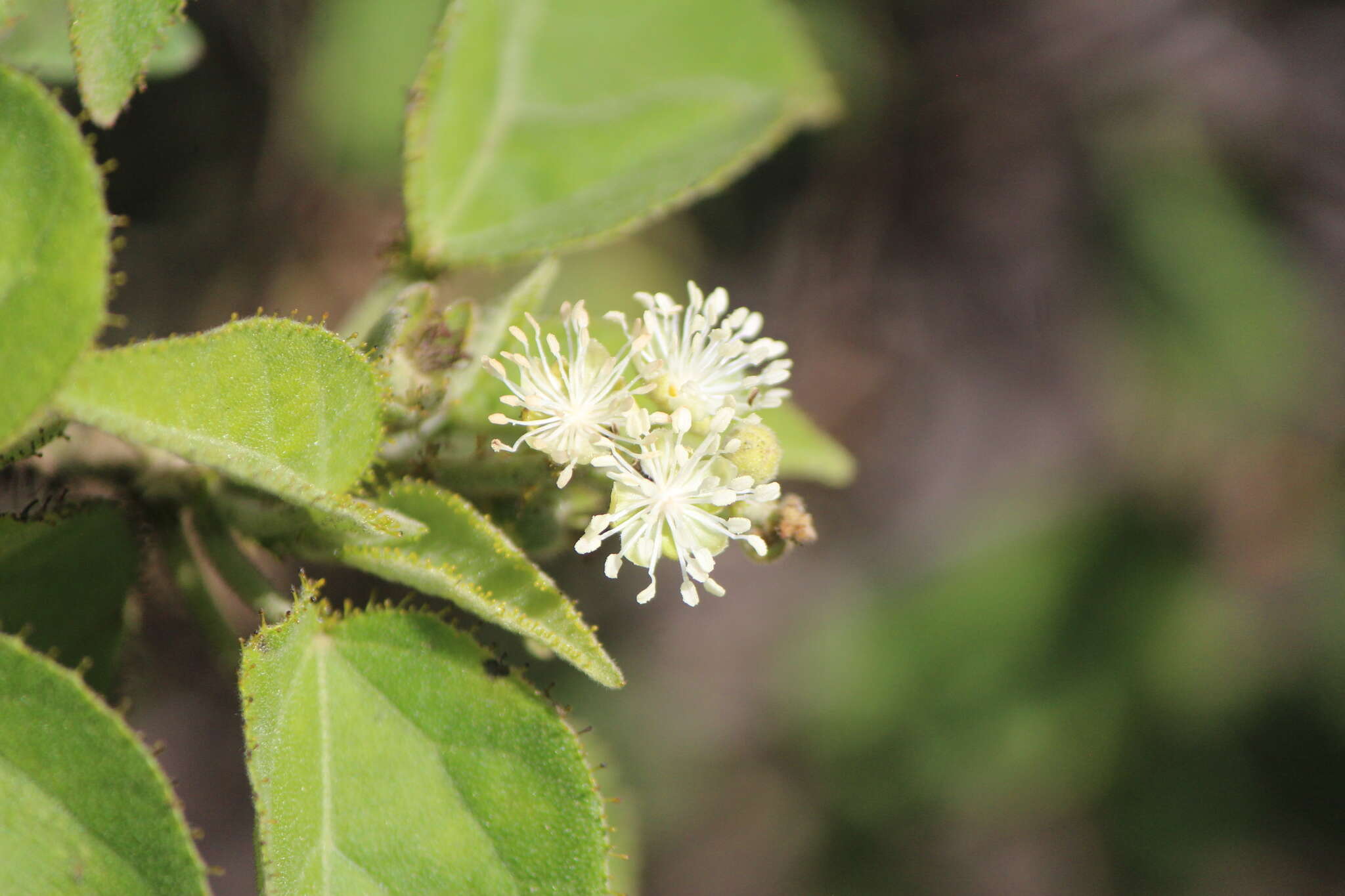 Image de Croton ciliatoglandulifer Ortega