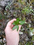 Image of Gaultheria paniculata B, L. Burtt & A. W. Hill