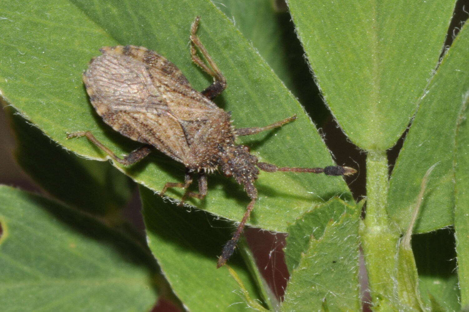 Image of Strobilotoma typhaecornis (Fabricius 1803)