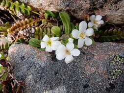 Image de Myosotis lyallii Hook. fil.