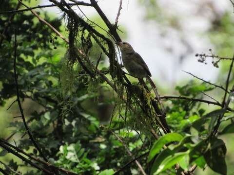 Image of Woodpecker Finch