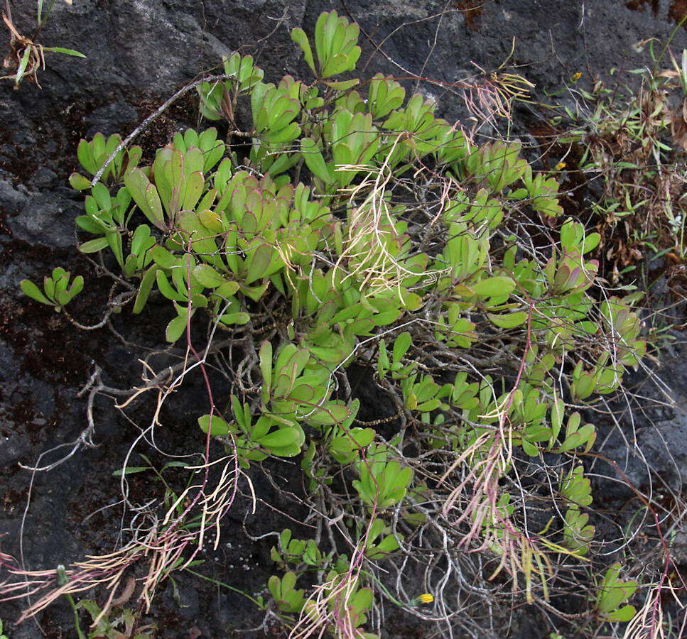 Plancia ëd Sinapidendron frutescens subsp. succulentum (Lowe) Rustan