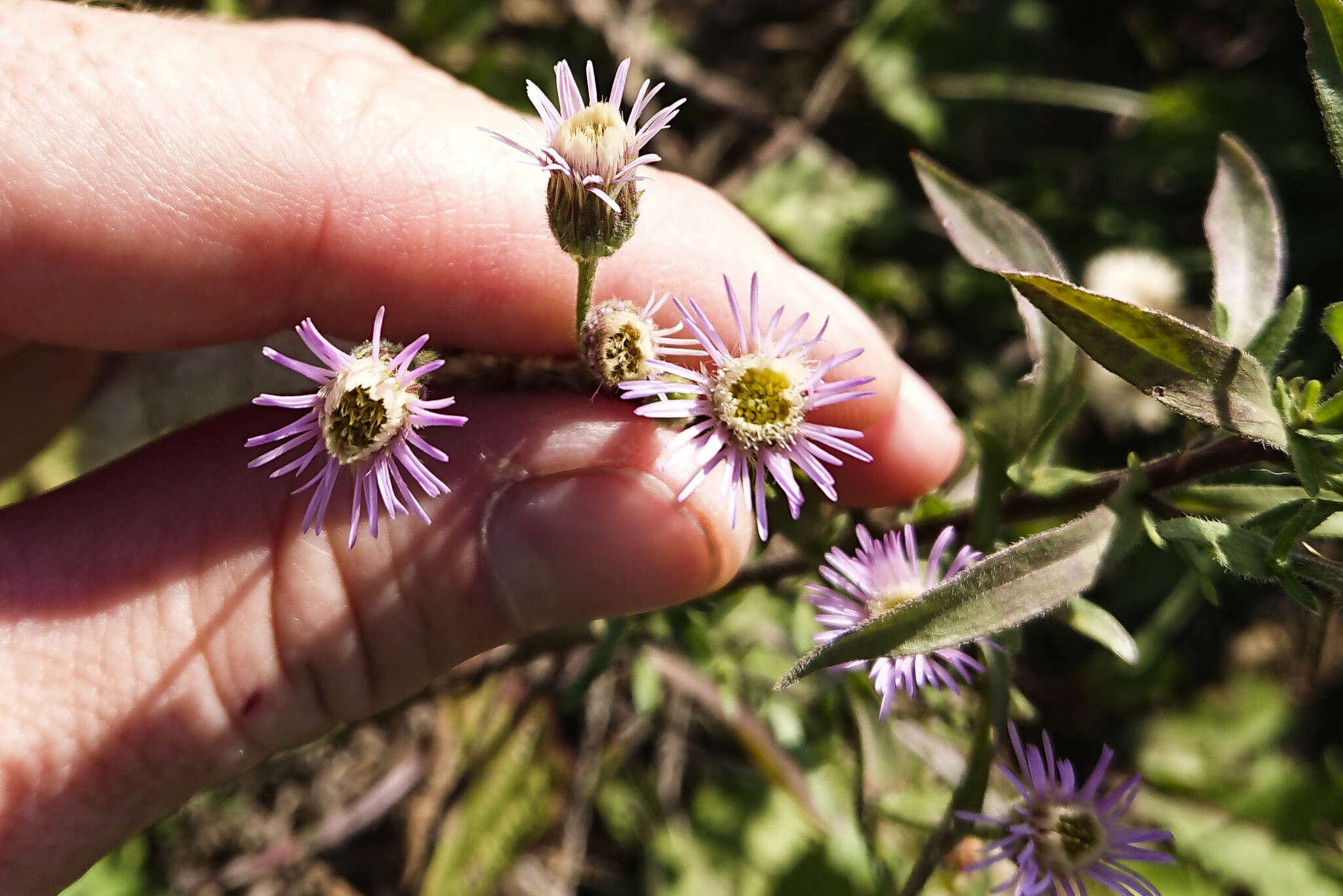 Plancia ëd Erigeron acris subsp. acris