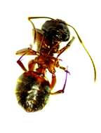Image of ferruginous carpenter ant