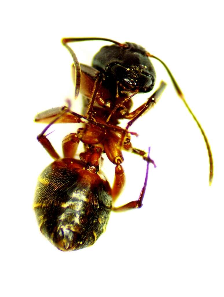 Imagem de Camponotus chromaiodes Bolton 1995