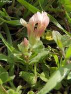 Image of woolly round-head clover