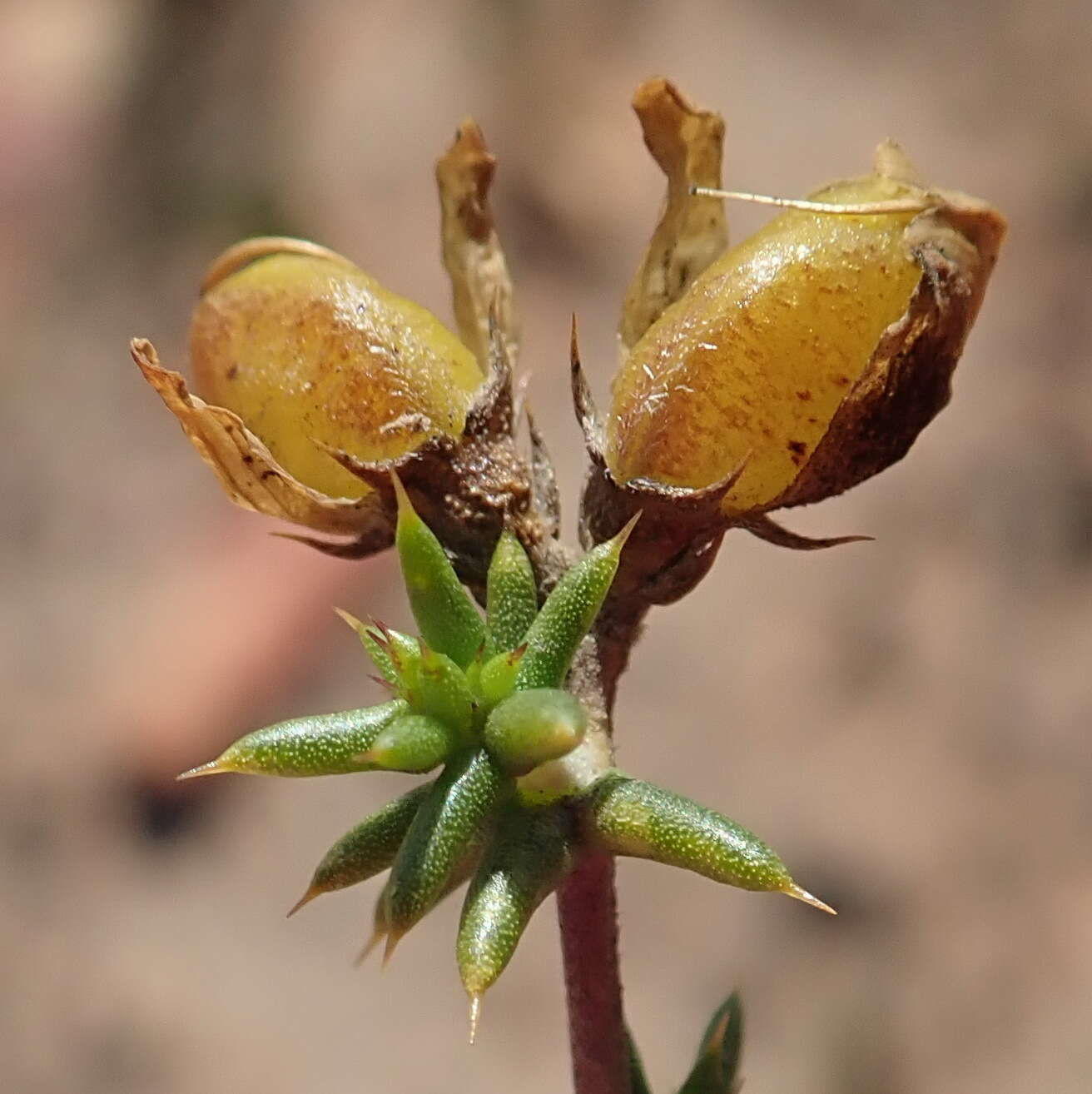 Image of Aspalathus collina subsp. collina