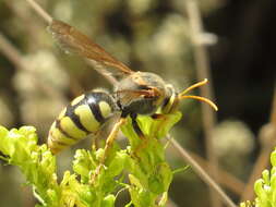 Image of Stizus ruficornis (J. Forster 1771)