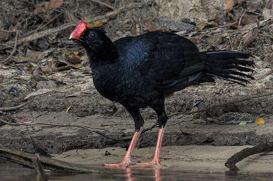 Image of Razor-billed Curassow