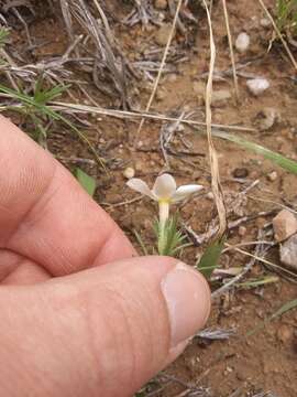 Image of prairie phlox