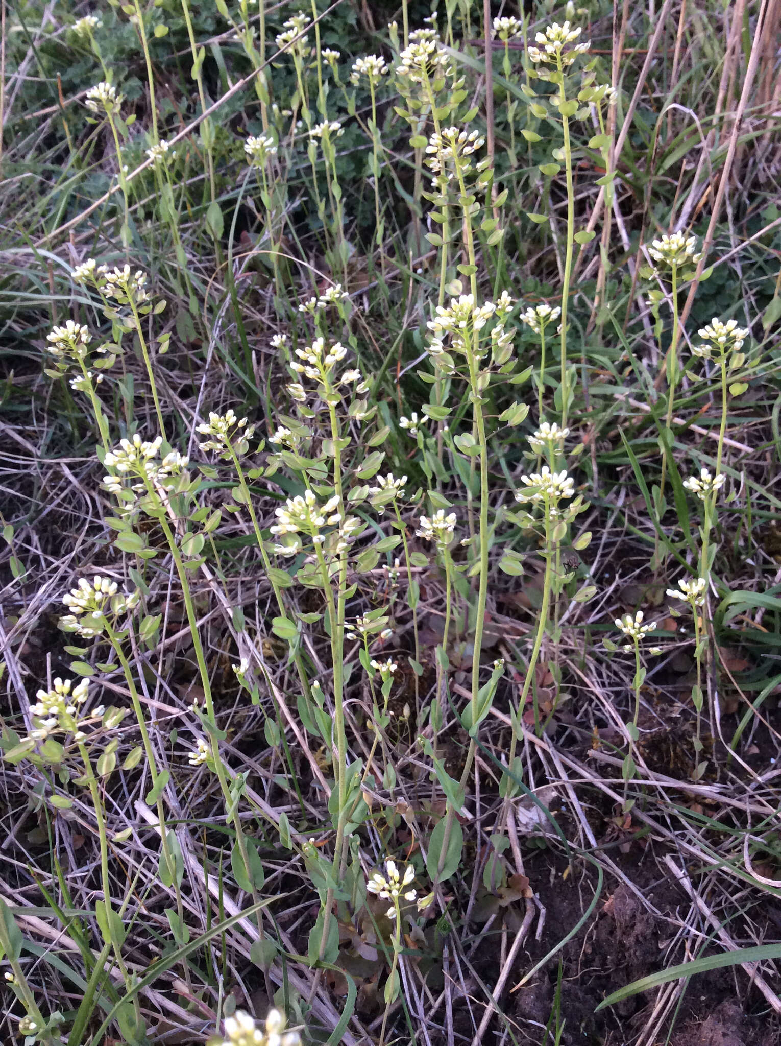 Image of <i>Noccaea perfoliata</i>