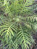 Image of Sonchus arboreus Sw. ex DC.