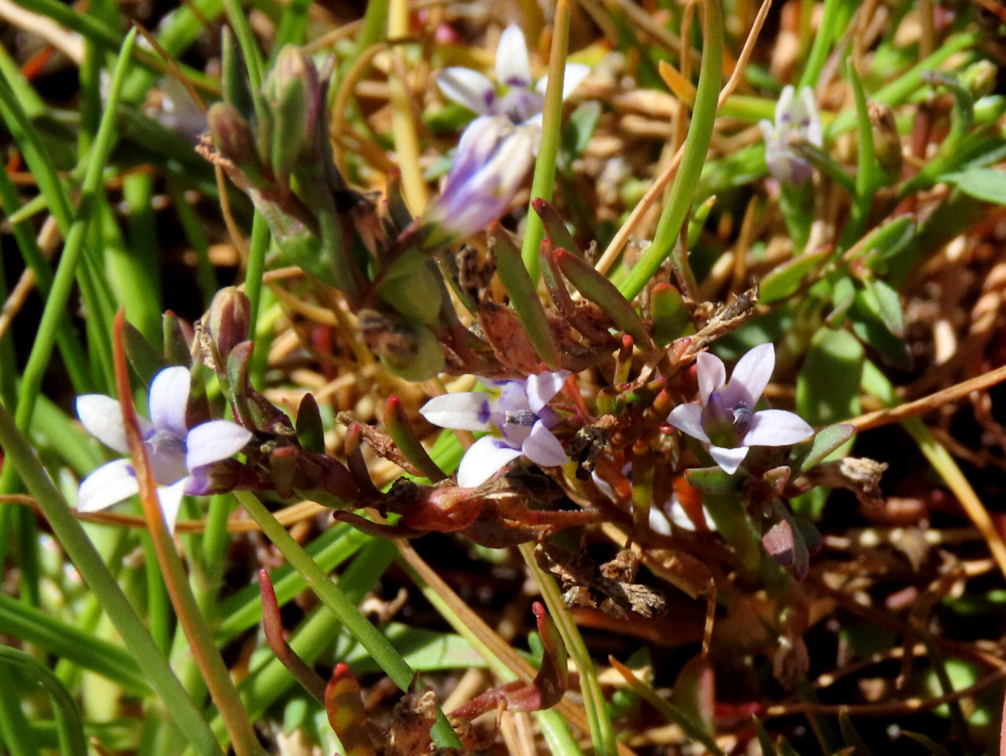 Image of Wimmerella secunda (L. fil.) Serra, M. B. Crespo & Lammers