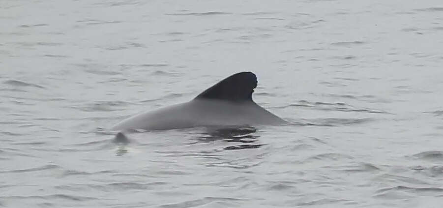 Image of Black Chilean Dolphin