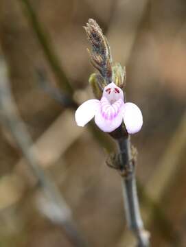 Image of Justicia breviflora (Nees) Rusby