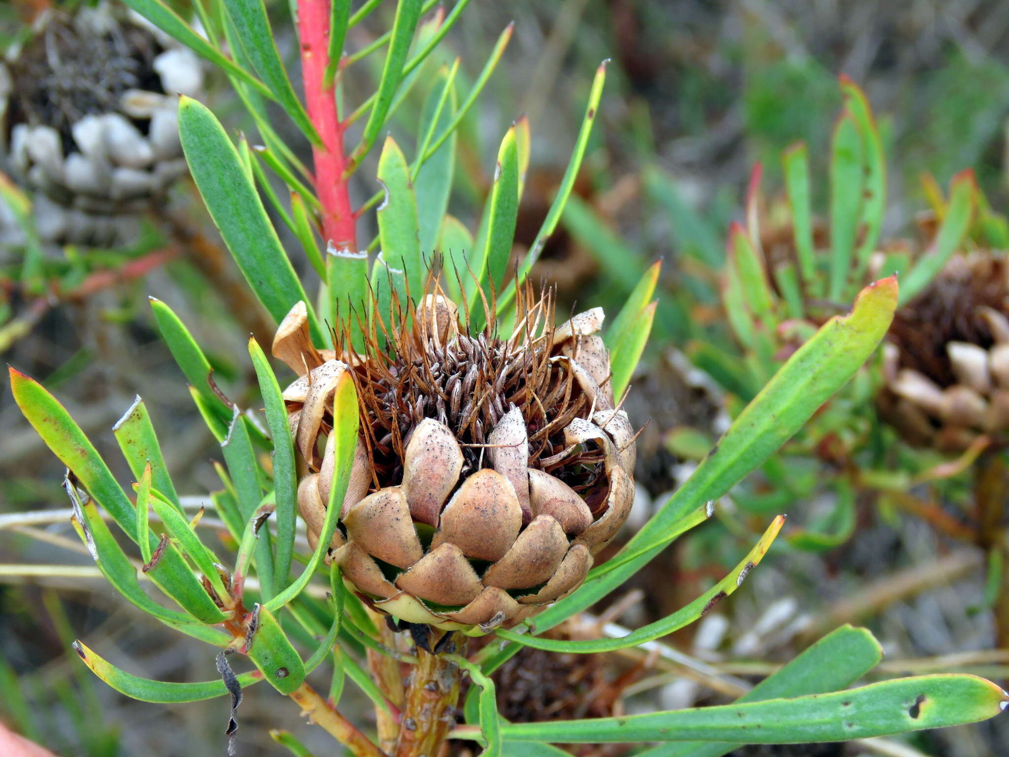 Plancia ëd Protea scolymocephala (L.) Reich.