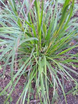 Imagem de Festuca amplissima Rupr. ex Galeotti