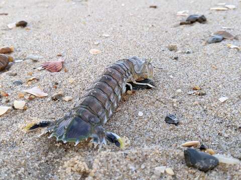 Image of mantis shrimp