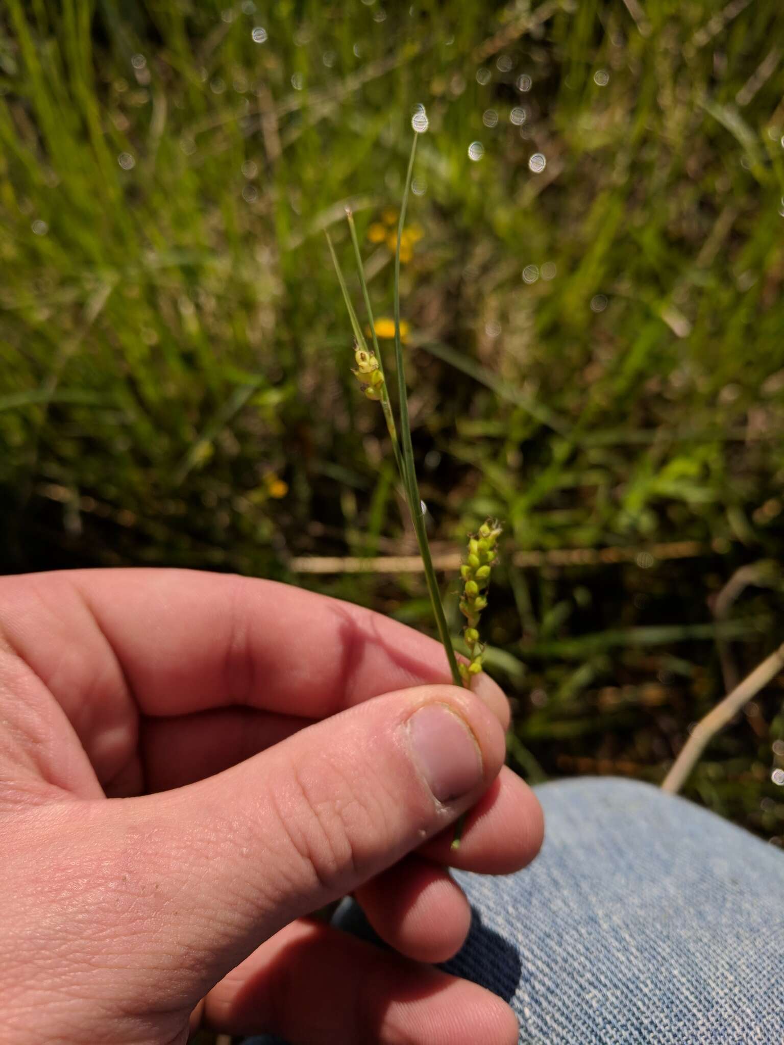 Image of rigid sedge