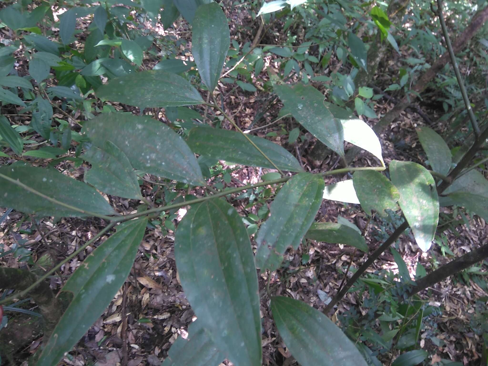 Imagem de Cinnamomum austrosinense Hung T. Chang