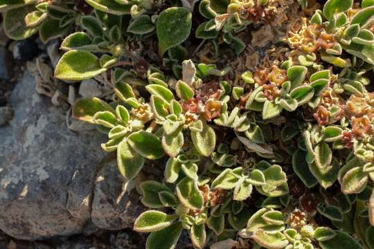 Image of Purslane-leaved aizoon