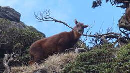 Image of Formosan Serow