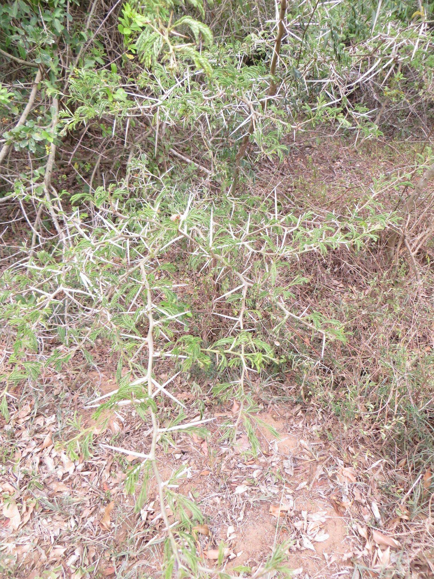 Слика од Vachellia kosiensis (P. P. Sw. ex Coates Palgr.) Kyal. & Boatwr.