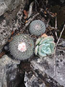 Image of Epithelantha unguispina