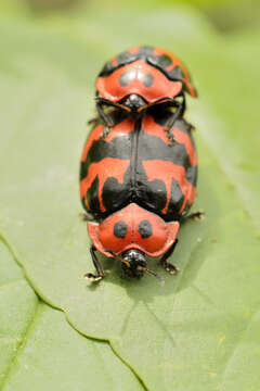 Image of Ogdoecosta fasciata (Boheman 1856)