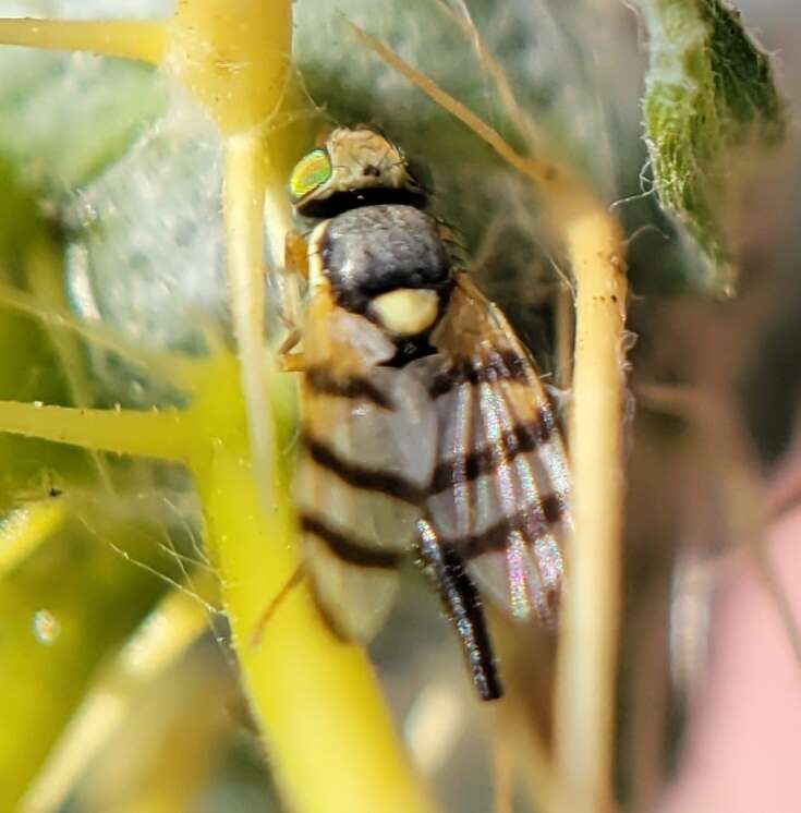 Imagem de Urophora sirunaseva (Hering 1938)