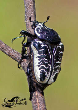 Image of Goliathus albosignatus Boheman 1857