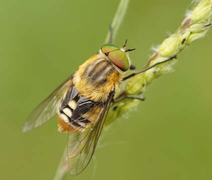 Sivun Scaptia patula (Walker 1848) kuva