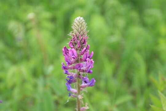 Image of Oxytropis campanulata Vassilcz.