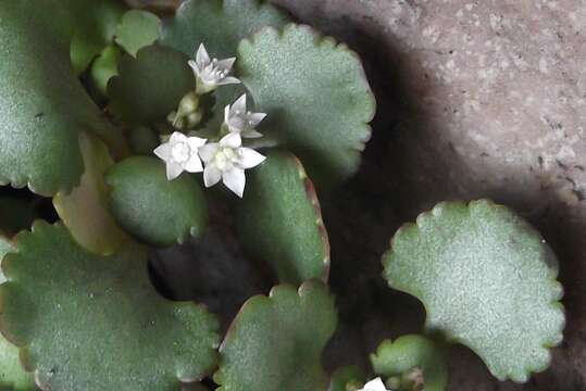 Image of Crassula capensis (L.) Baill.