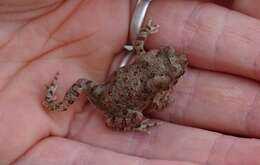 Image of Berber Toad